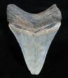 / Inch Megalodon Tooth - Super Serrations #3704-2
